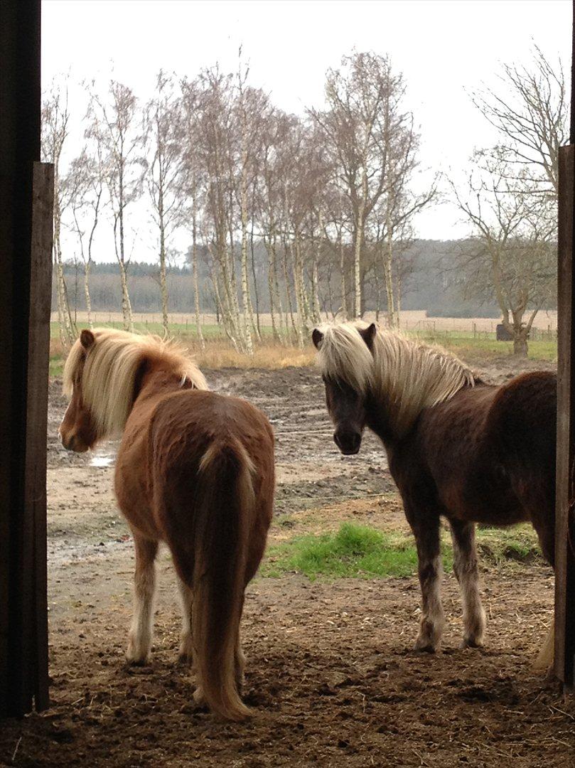 Islænder Elva fra Torupgård - Faxadis og Elva nyder solen ... billede 12
