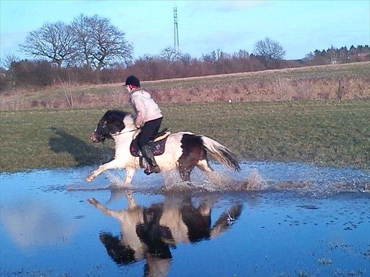 Anden særlig race Plet...<33 - Galop igennem STOR vandpyt billede 11
