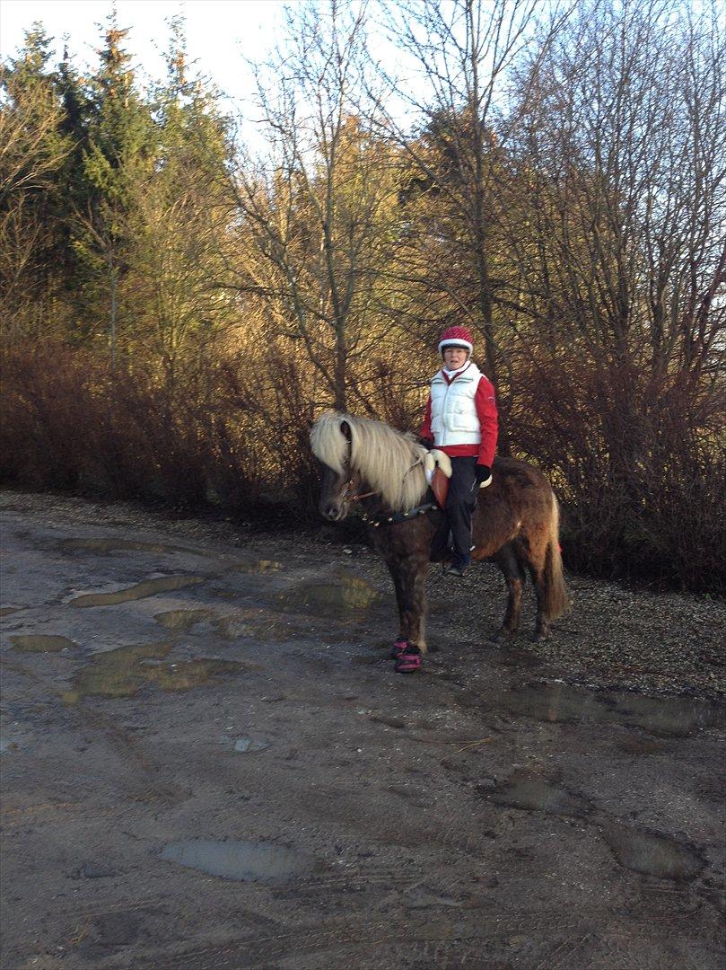 Islænder Elva fra Torupgård - På vej til juletur rundt i Vemmedrup d. 24-12-2011... Hyggetur sammen med Ilana og hendes børn ( og Frida ) og min far...
 billede 13