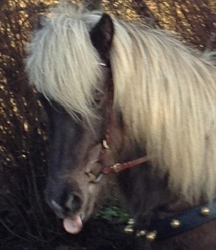 Islænder Elva fra Torupgård - Frække pige... billede 14