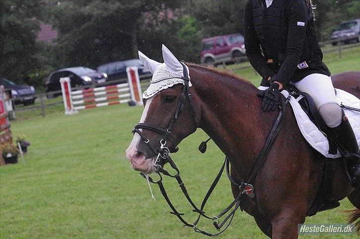 New Forest MISTY - Misty, du var den bedste ven jeg aldrig havde turde drømme om! billede 17