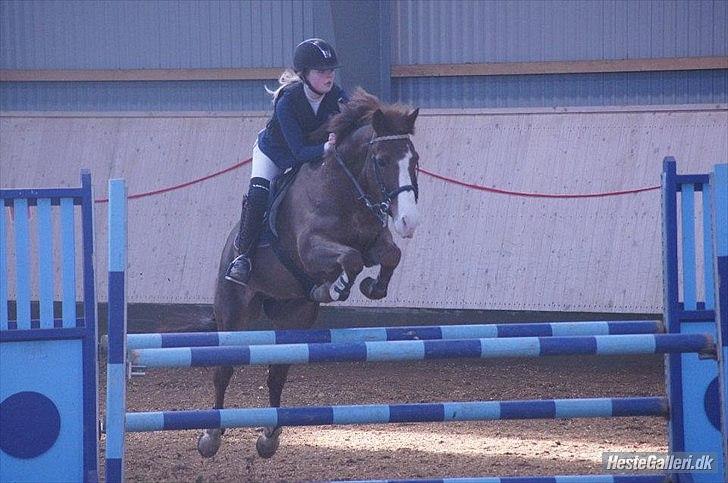 New Forest MISTY - Misty & med nye rytter i sadlen (min søster Jeanne Keller):-) 
Her i fuld gang med at vinde 2x LA 2012:-) billede 19