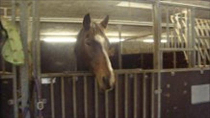 Hollandsk Sportspony Clio! <3 - Den dag jeg begyndte at låne hende<3 billede 18