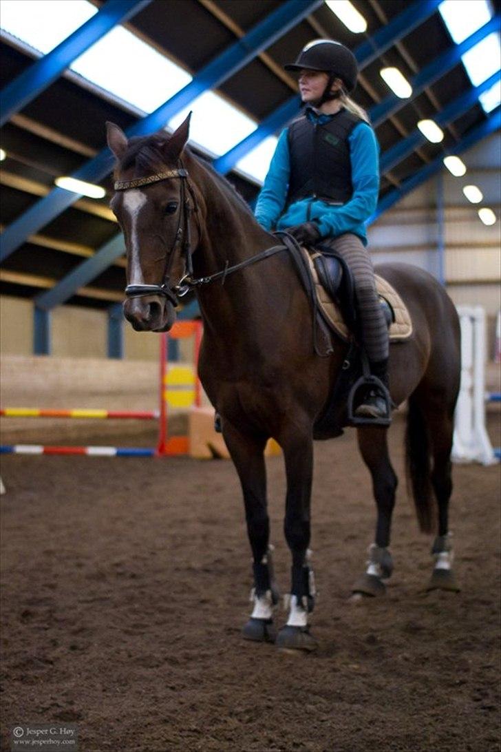 Hollandsk Sportspony Clio! <3 billede 11