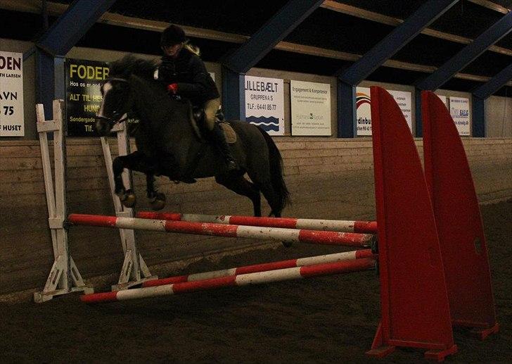 Hollandsk Sportspony Clio! <3 - Træning ved Jan Søgaard :) billede 12