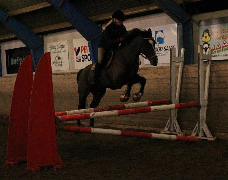 Hollandsk Sportspony Clio! <3 - Træning ved Jan Søgaard :D billede 13