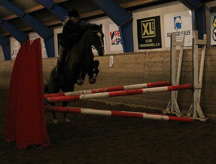 Hollandsk Sportspony Clio! <3 - Træning ved Jan Søgaard :D billede 14