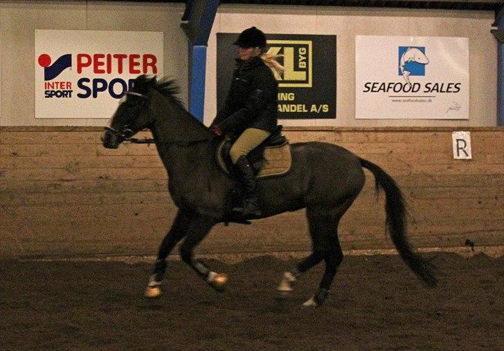 Hollandsk Sportspony Clio! <3 billede 15