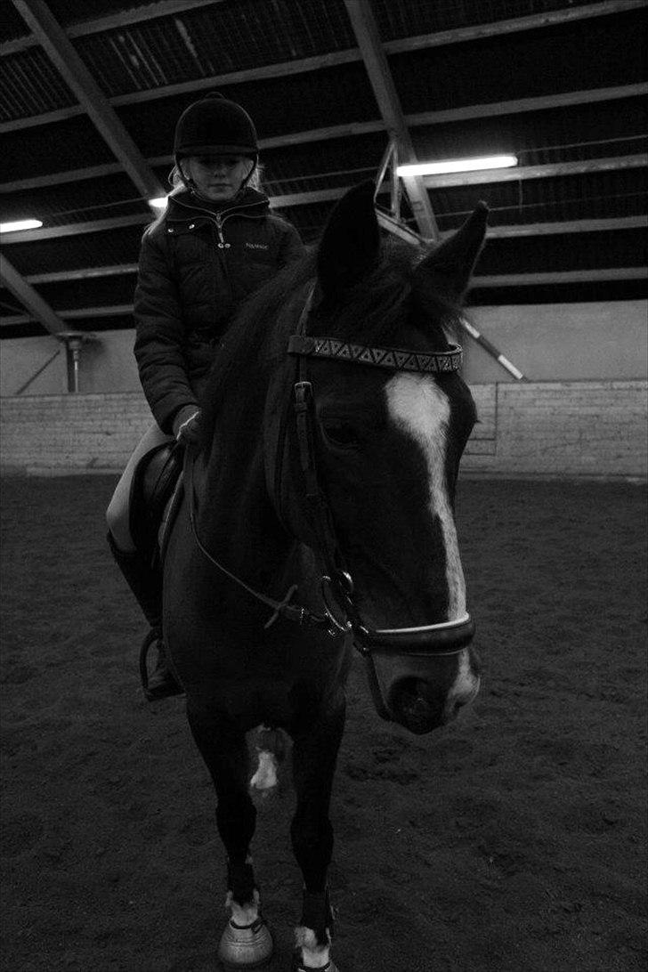 Hollandsk Sportspony Clio! <3 billede 8