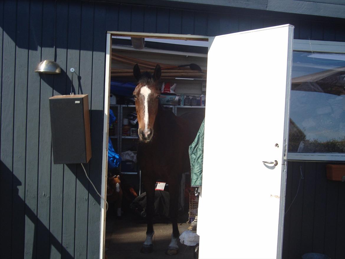 Hollandsk Sportspony Clio! <3 - på besøg hjemme i haven og så syntes hun lige at hun skulle ind i vores skur :D<3 billede 16