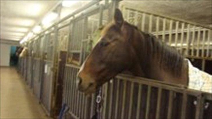 Hollandsk Sportspony Clio! <3 - Den dag jeg begyndte at låne hende<3 billede 17