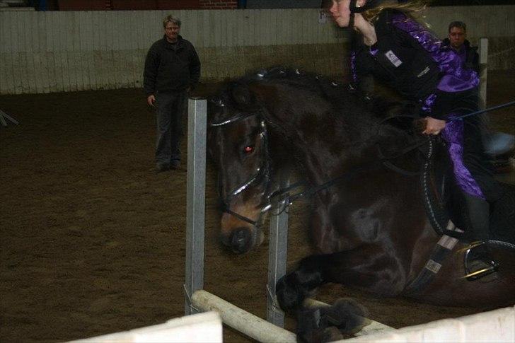 New Forest Lady Antares Stjernen!<33 billede 1