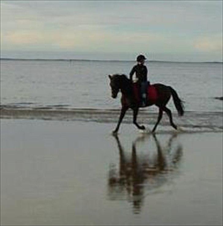 New Forest Lady Antares Stjernen!<33 - Min søde pony ved vandet, det elsker hun!!♥:* billede 4
