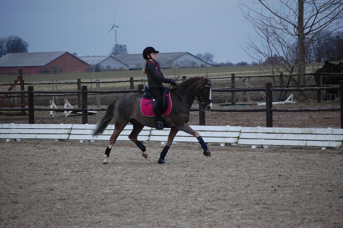 Welsh Pony (sec B) Silver A-pony billede 14