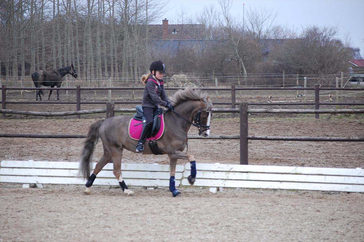 Welsh Pony (sec B) Silver A-pony billede 15