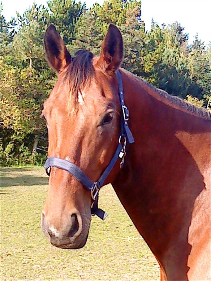 Oldenborg Aleppo billede 1