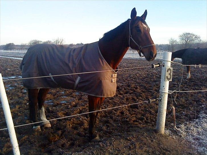 Oldenborg Aleppo billede 2