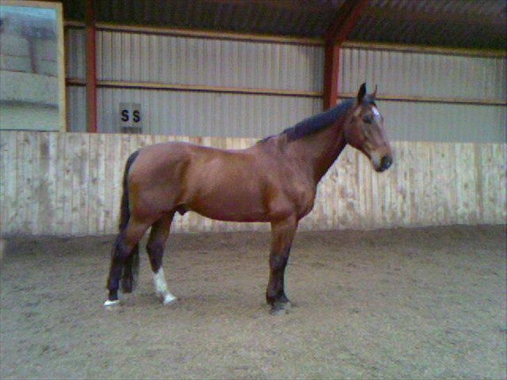 Oldenborg Aleppo billede 3