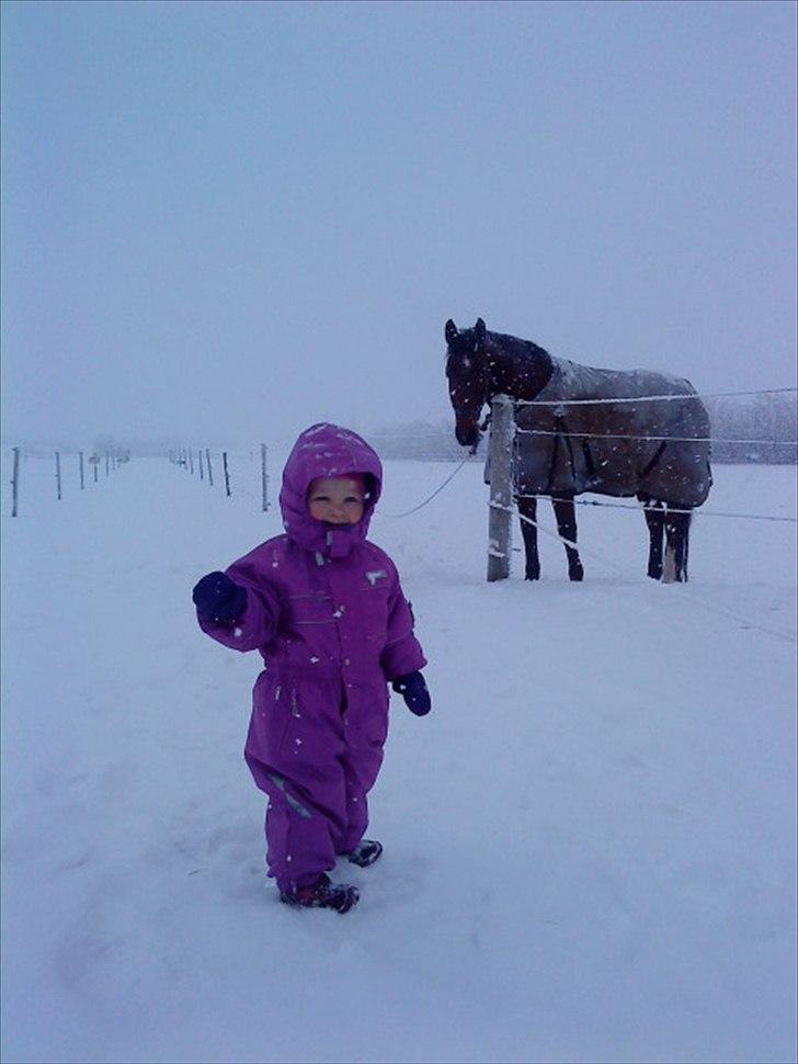 Oldenborg Aleppo billede 4