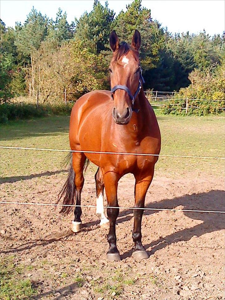 Oldenborg Aleppo billede 5