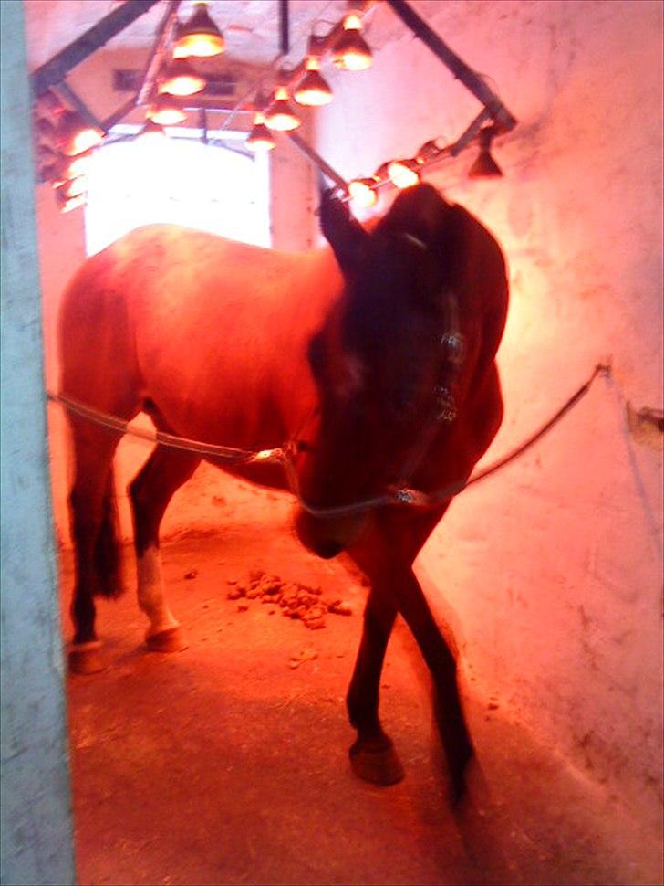 Oldenborg Aleppo billede 7