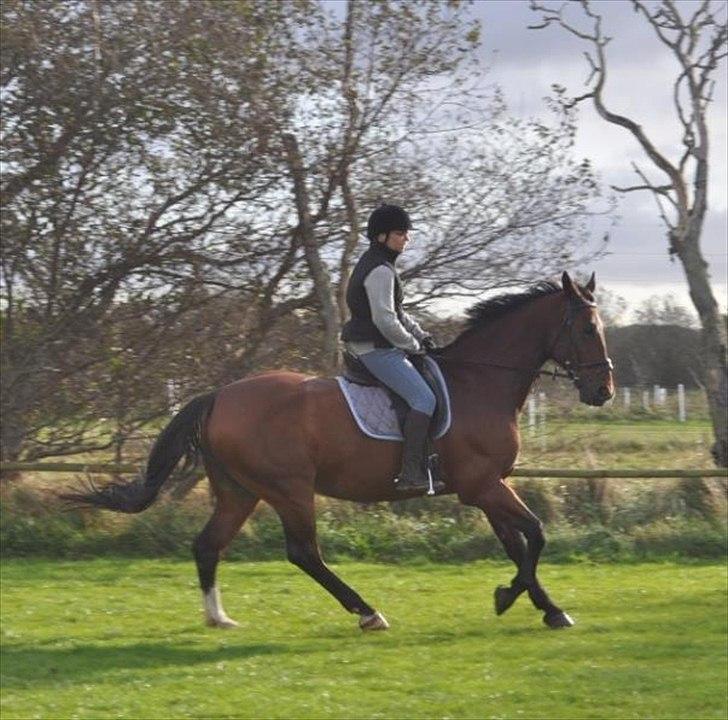 Oldenborg Aleppo billede 8