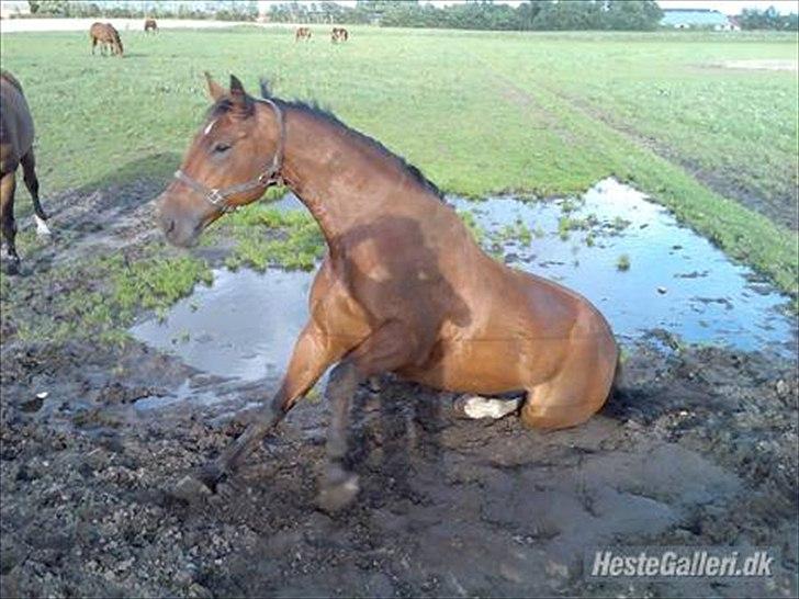 Oldenborg Aleppo billede 9