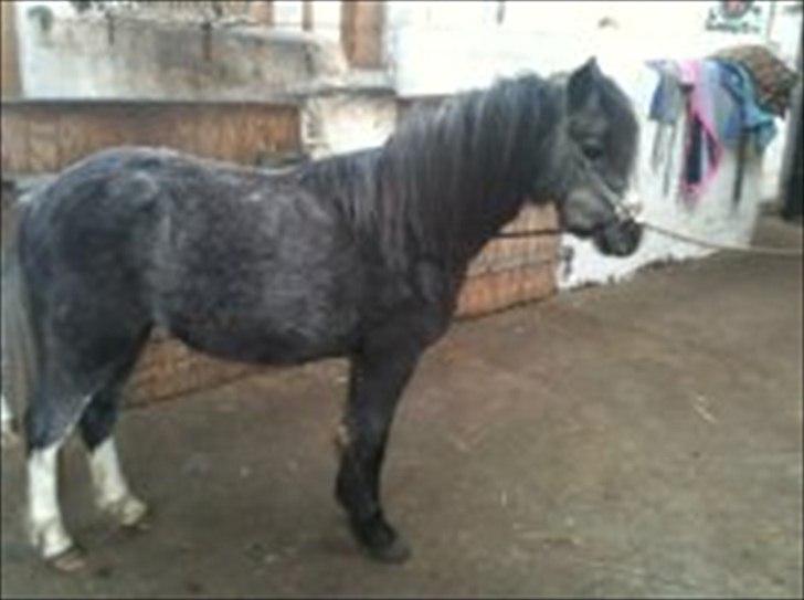 Welsh Mountain (sec A) Prins Casipo*solgt* - nyt taget den 28 febuar 2012 billede 1