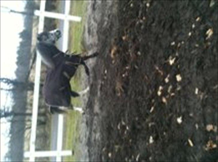 Welsh Mountain (sec A) Prins Casipo*solgt* - taget den 28 febuar billede 2