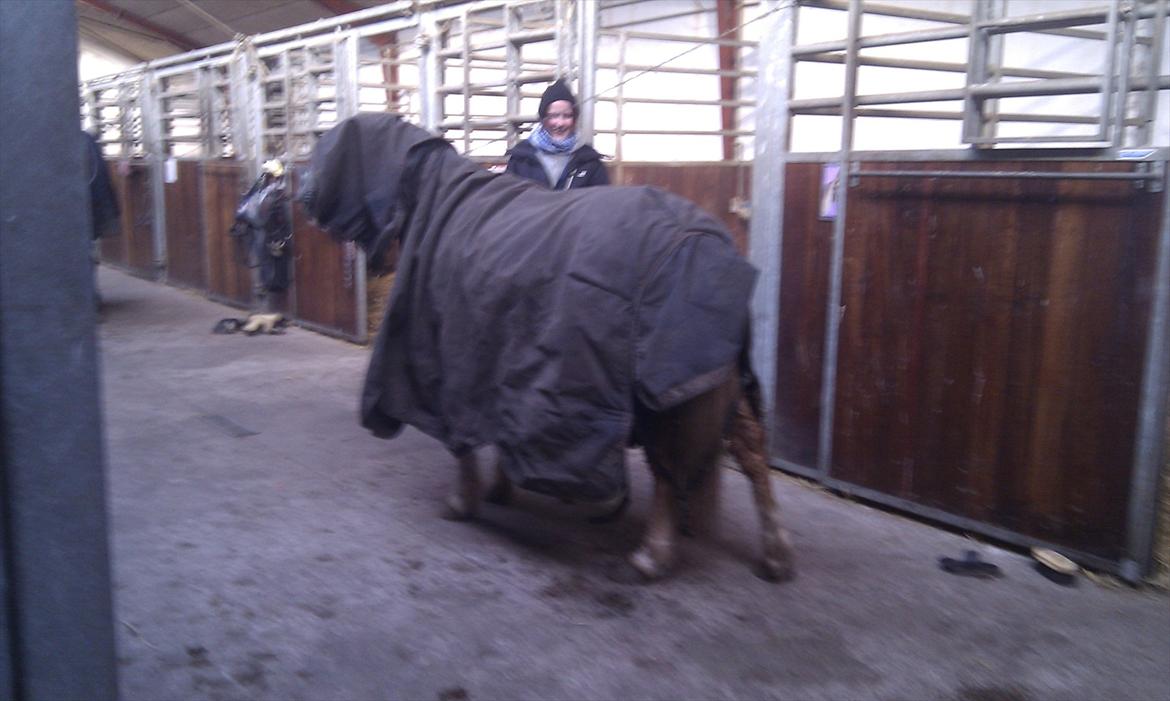 Anden særlig race Nudie (du er Savnet!<3) - vi hygger tit i stalden, her lånte Nudie lånt et dækken af Landkaster som er 170 høj :D billede 16