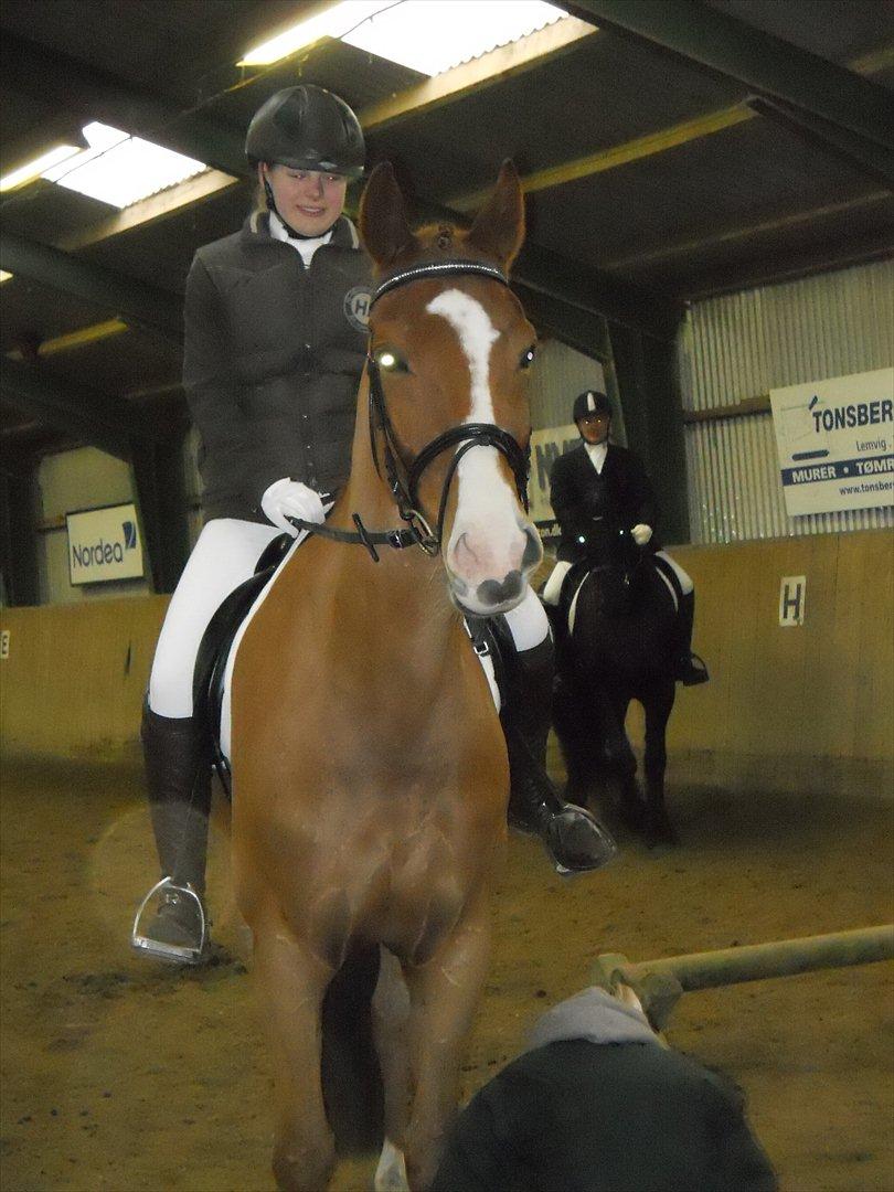 Polsk Varmblod Flet billede 9