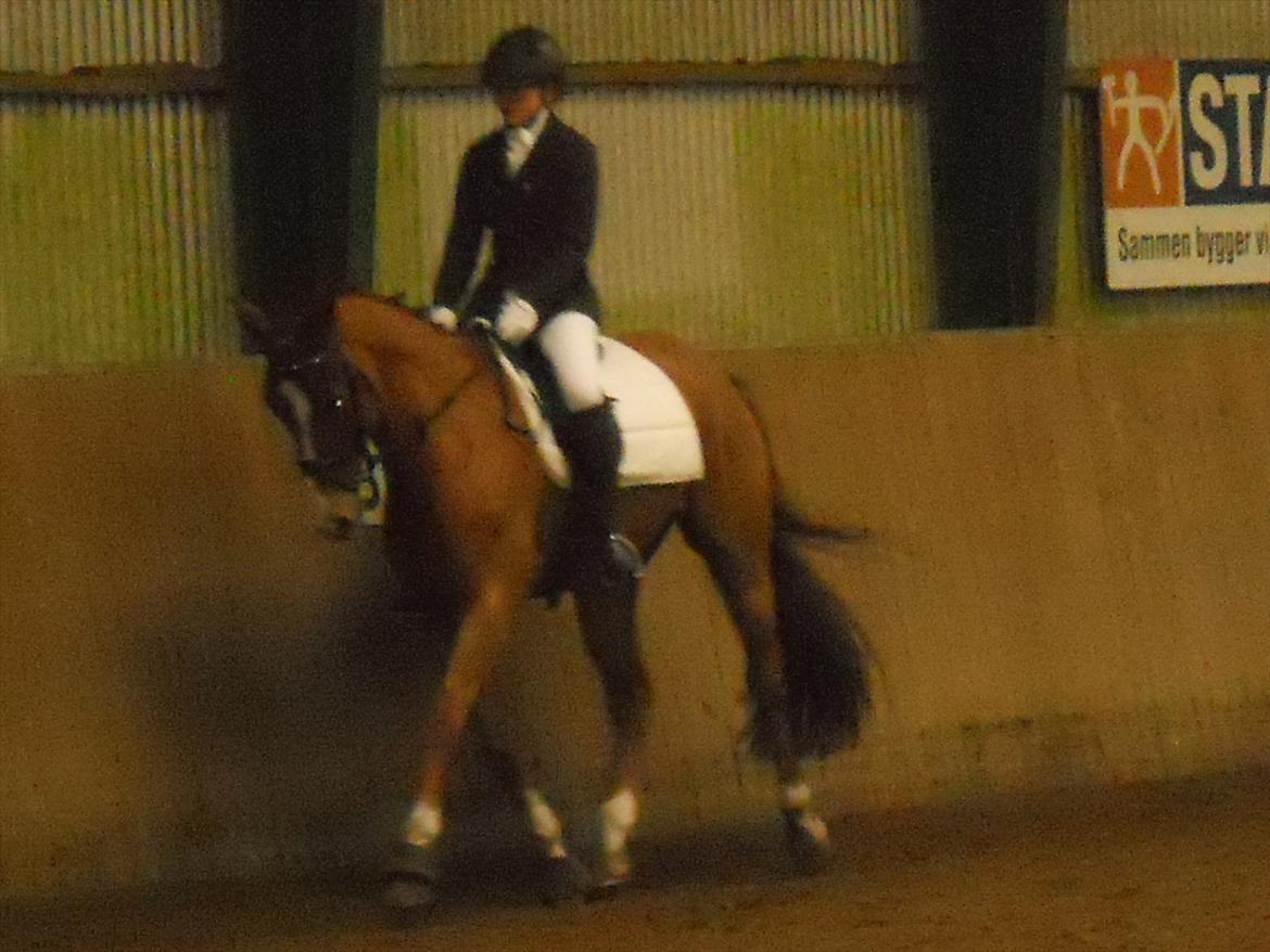 Polsk Varmblod Flet billede 10