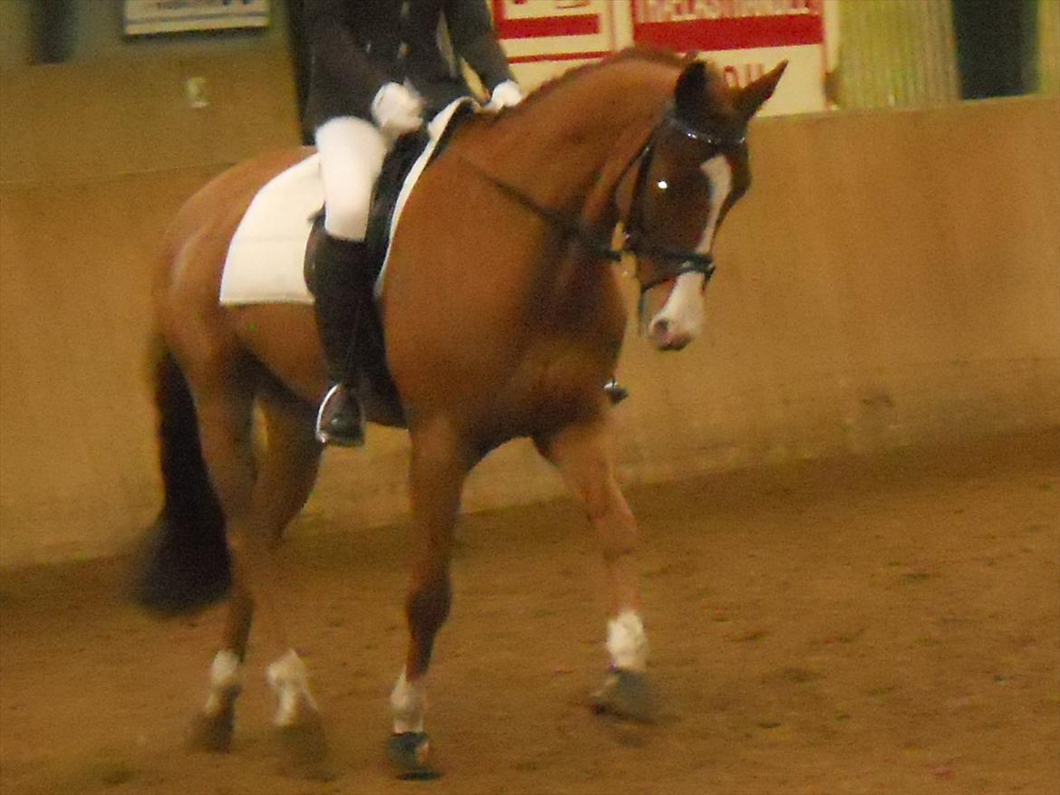 Polsk Varmblod Flet billede 11