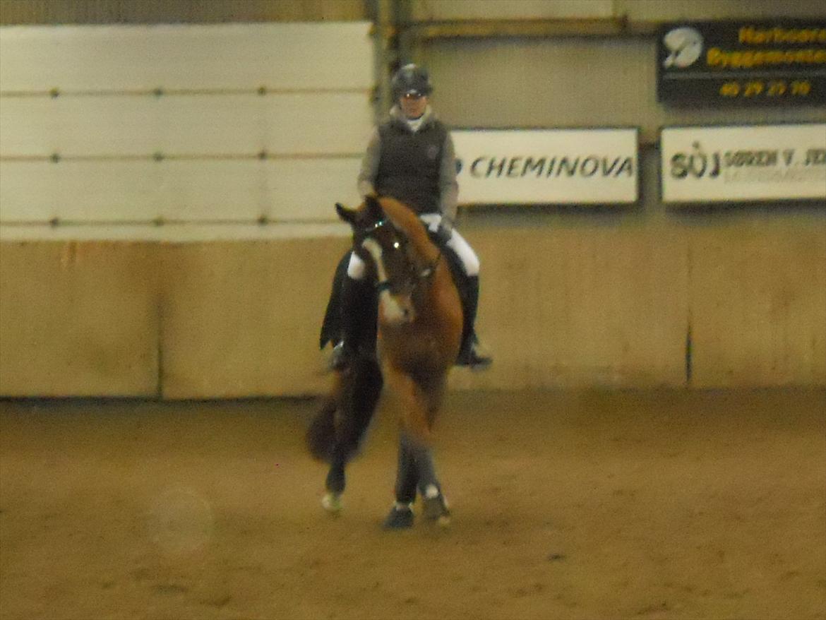 Polsk Varmblod Flet billede 12