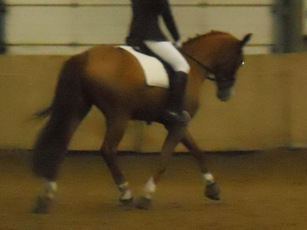 Polsk Varmblod Flet billede 13