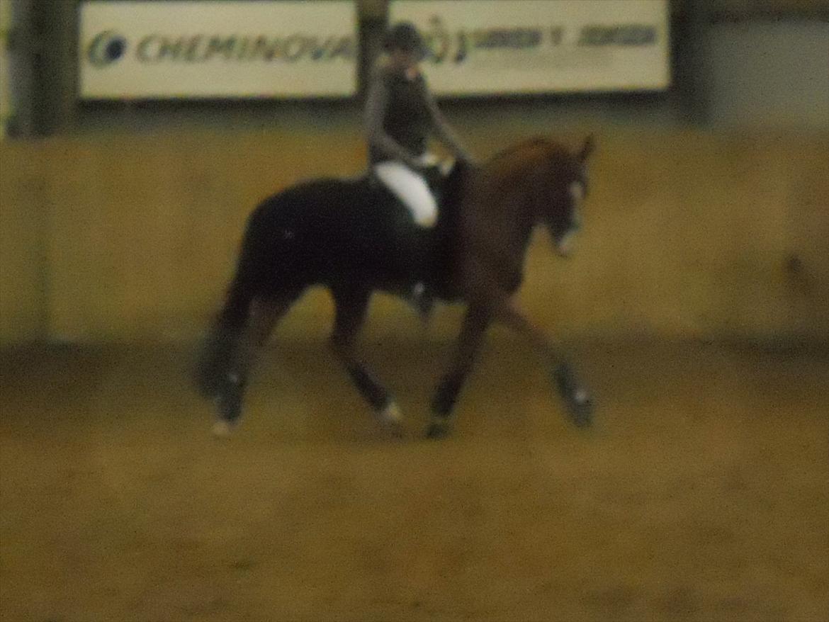 Polsk Varmblod Flet billede 14