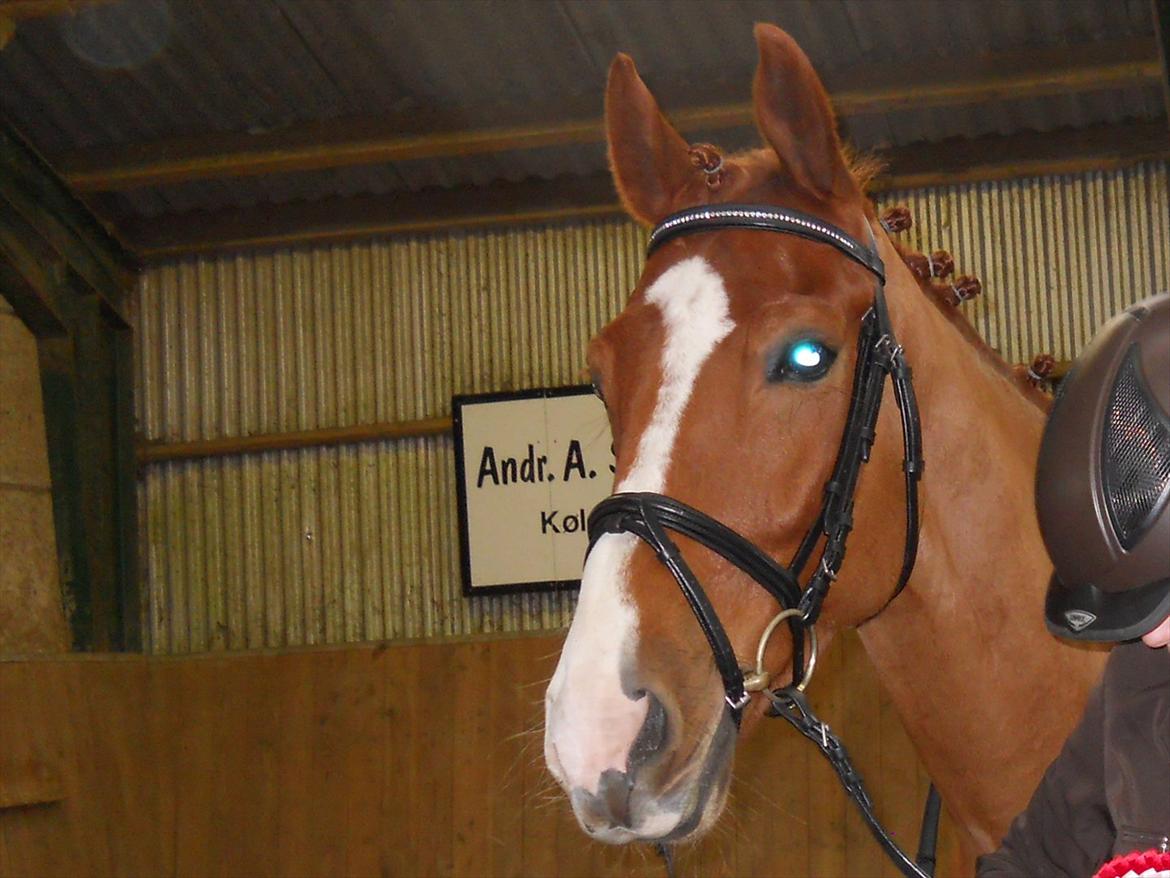 Polsk Varmblod Flet billede 15