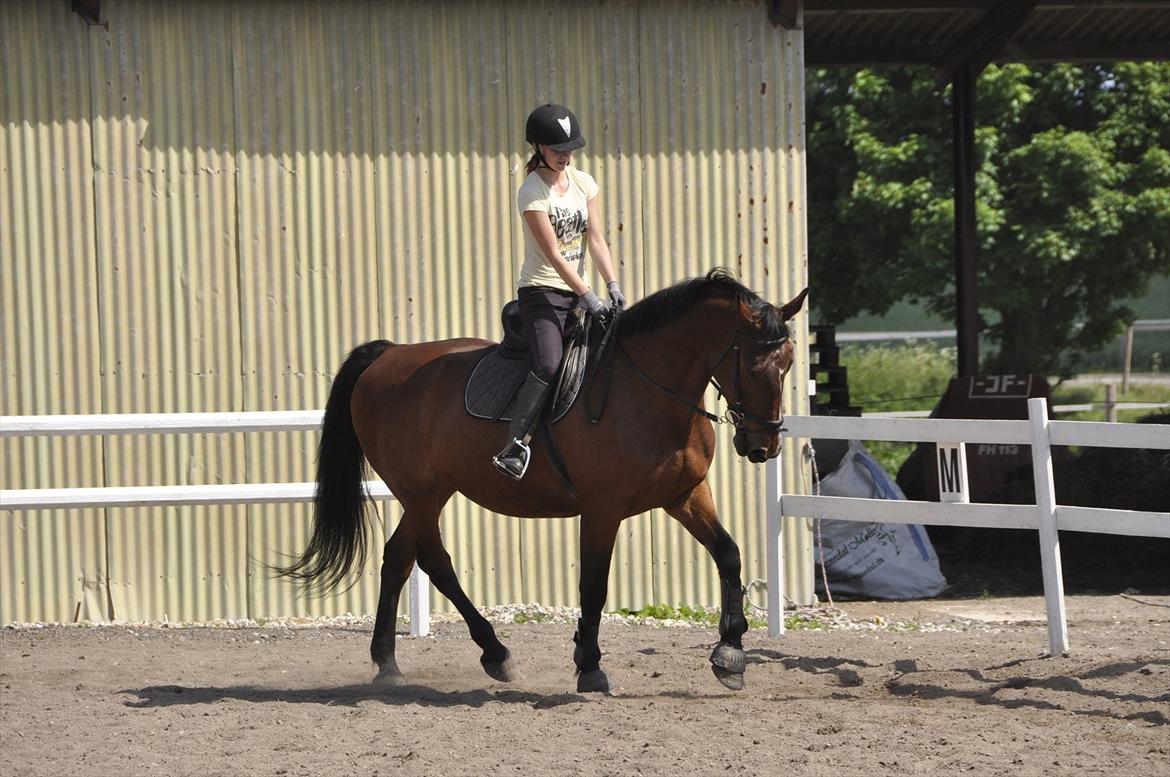 Oldenborg Yasmin (Molique) - Opvarmning til spring <3
foto: Jakob Mosumgaard  billede 13