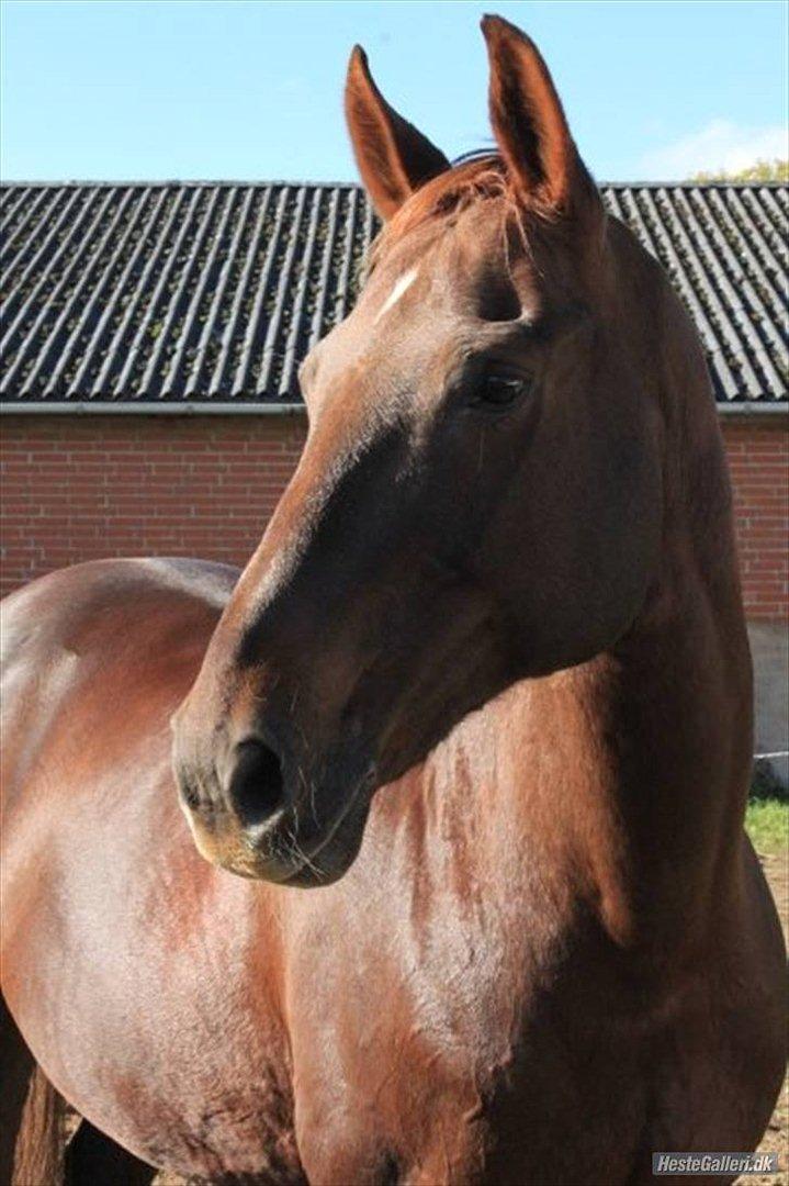 Dansk Varmblod Juvel Mols billede 1