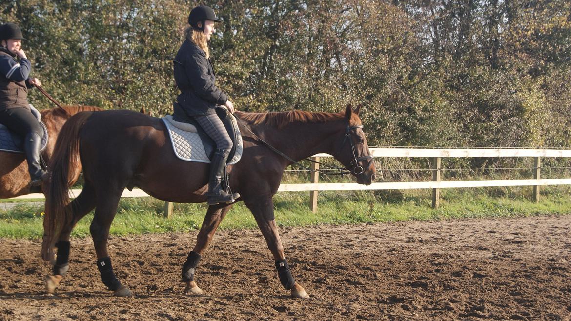 Dansk Varmblod Juvel Mols - Juvel og mig oktober 2011 billede 2