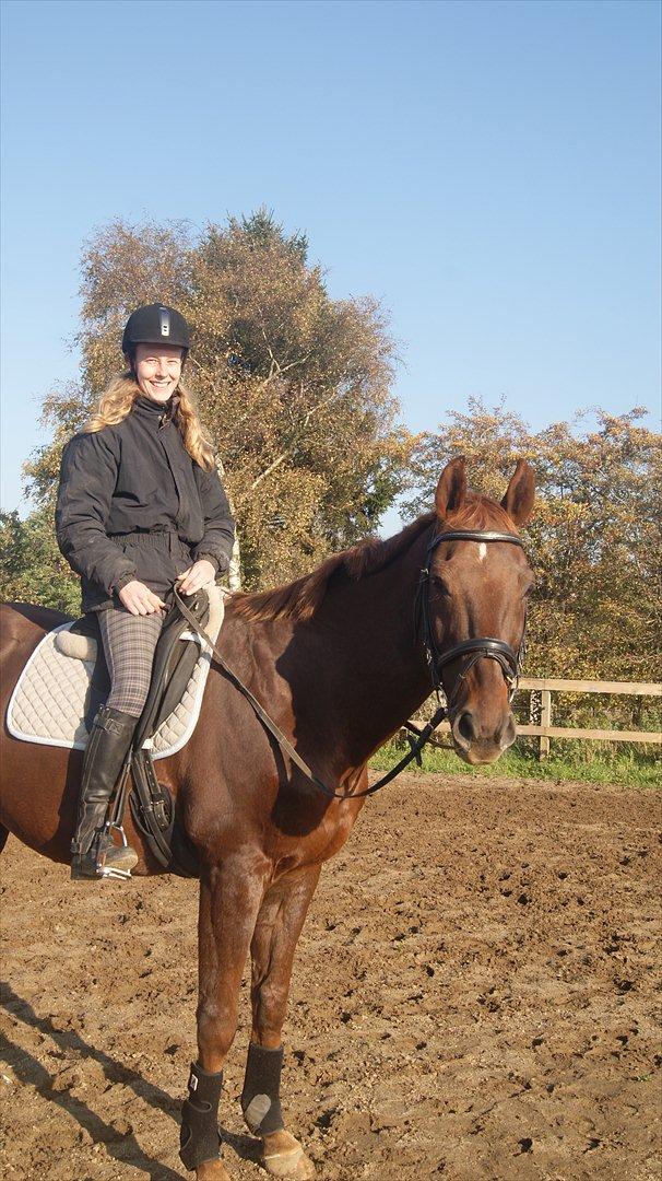 Dansk Varmblod Juvel Mols billede 3