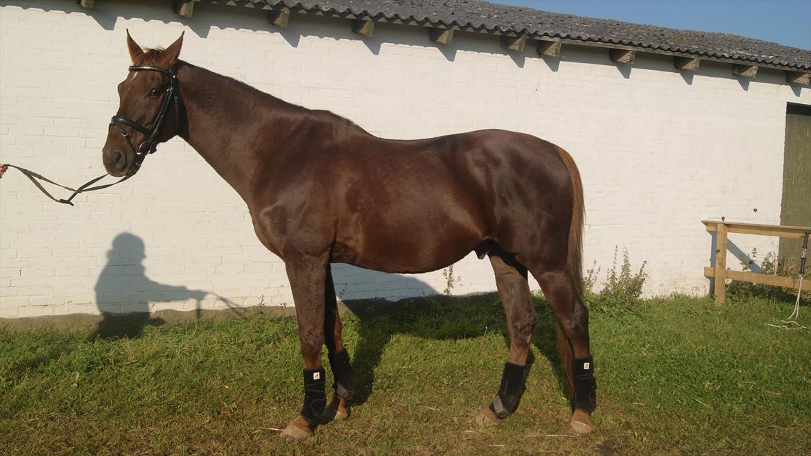 Dansk Varmblod Juvel Mols - Juvel september 2011 billede 4