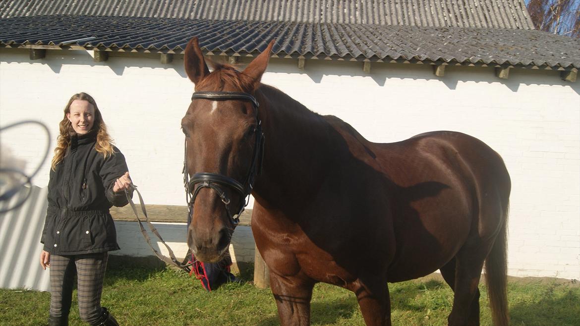 Dansk Varmblod Juvel Mols billede 5