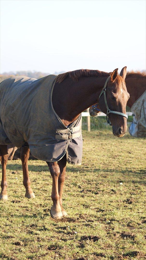Dansk Varmblod Juvel Mols billede 6