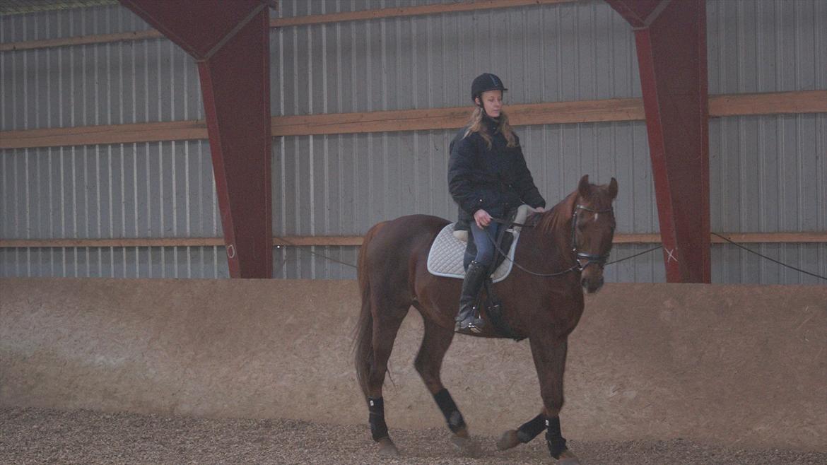 Dansk Varmblod Juvel Mols - Juvel og mig februar 2012 billede 7