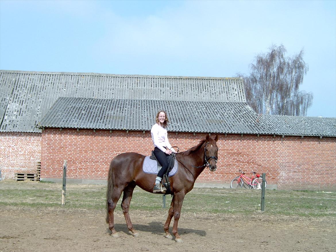 Dansk Varmblod Juvel Mols - Juvel og mig år 2003 billede 8