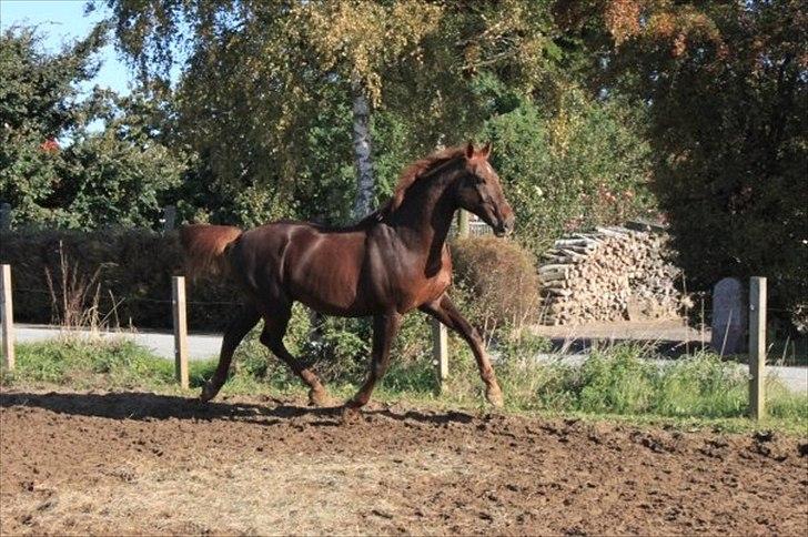 Dansk Varmblod Juvel Mols - Juvel blærer sig år 2010 billede 9