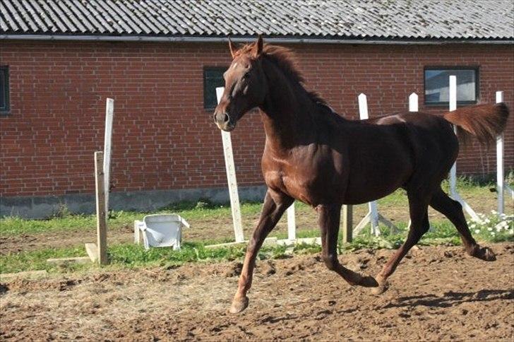 Dansk Varmblod Juvel Mols billede 10