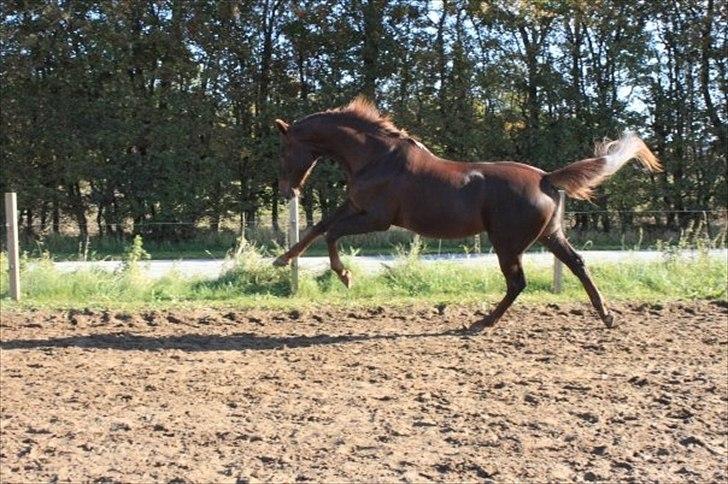 Dansk Varmblod Juvel Mols - Juvel leger vildhest år 2010 billede 11