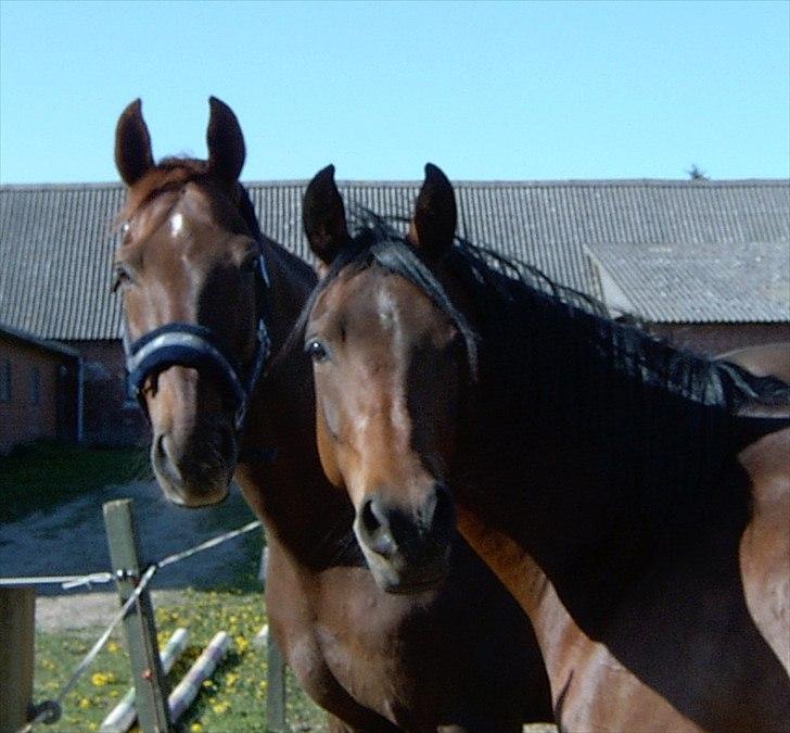 Dansk Varmblod Juvel Mols - Juvel og min gamle hest Marcijawa år 2008 billede 12